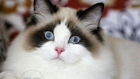 2个月大的布偶猫多少钱 2个月大的布偶猫多少钱