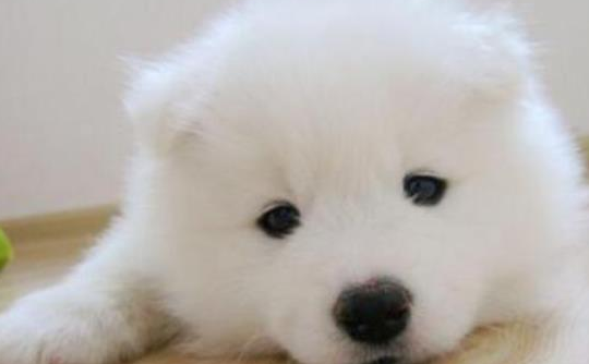 犬瘟热初期会发烧吗还是低烧