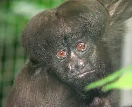 极危物种黑丛尾猴，再不保护就要灭绝啦！