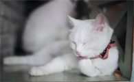 猫咪微量元素怎么补充比较好