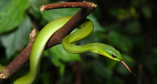 福建竹叶青蛇：不是小青是隐藏在丛林里的“刺客”