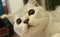 猫舔了一点碘伏会怎么样