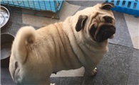 巴哥犬是怎么配出来的