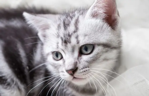 狂犬病毒能在猫爪子上存活多长时间 狂犬病毒能在猫爪子上存活多长时间