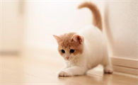 猫突然瘸腿了是怎么回事儿