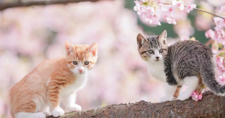 猫咪肛门腺发炎症状是什么
