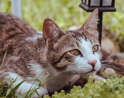 猫突然倒地抽搐过会又好了是怎么回事