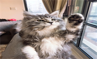 国内十大顶级猫舍缅因猫