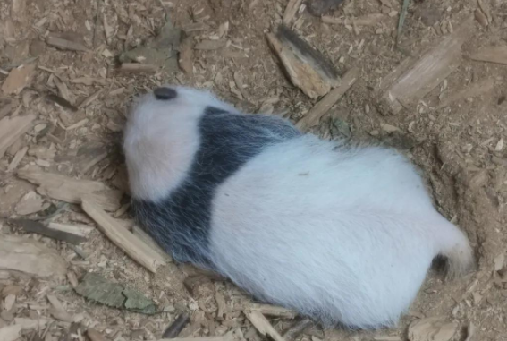 罕见!时隔4年,同一树洞再次发现野生大熊猫幼崽 罕见!时隔4年,同一树洞再次发现野生大熊猫幼崽