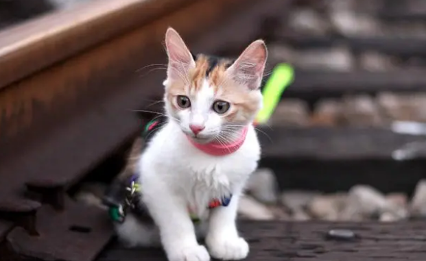猫咪身上有皮屑是什么原因怎么办呀