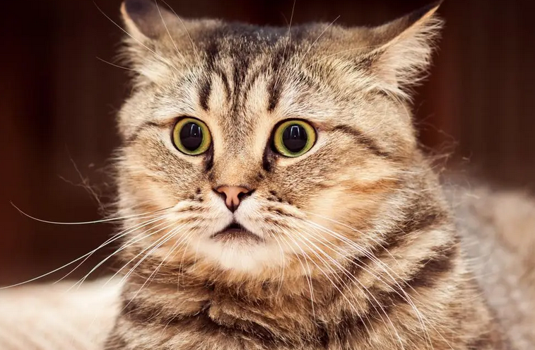 猫猫吐了黄色的水是怎么回事
