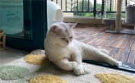 猫屁股有血迹是怎么回事啊