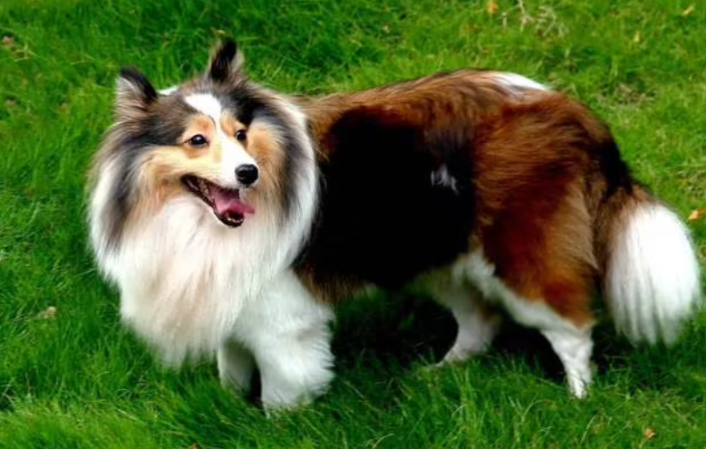 苏格兰牧羊犬什么颜色最贵 苏格兰牧羊犬什么颜色最贵