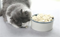 猫咪补血吃什么食物最好最快