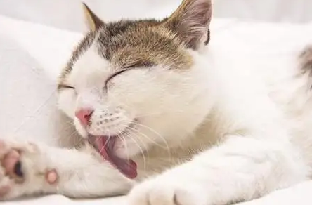 猫咪喷了驱虫药多久可以舔毛