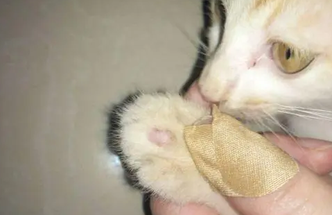 猫咪爪子上长猫癣怎么办