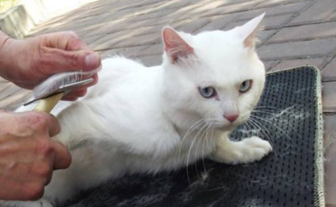 猫咪哮喘症状和吐毛有什么区别