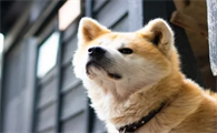 秋田犬能长多大