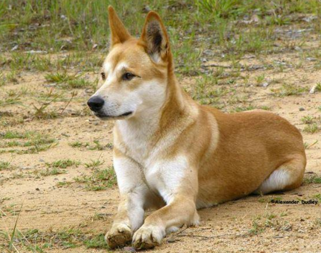 中华田园犬是哪个国家的