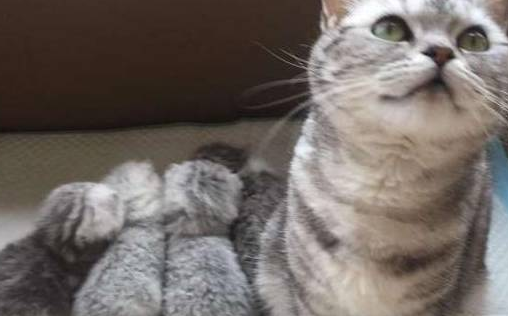 猫妈一孕傻三年,直接把小奶猫生在狗窝,长大后猫妈妈哭了 猫妈一孕傻三年,直接把小奶猫生在狗窝,长大后猫妈妈哭了