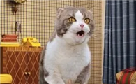 猫咪抽搐四肢乱蹬怎么办