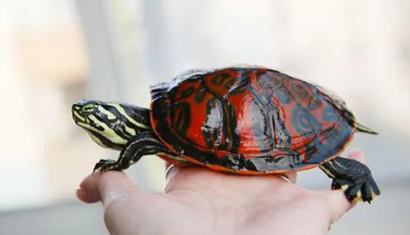 阿拉巴马龟和火焰龟的区别