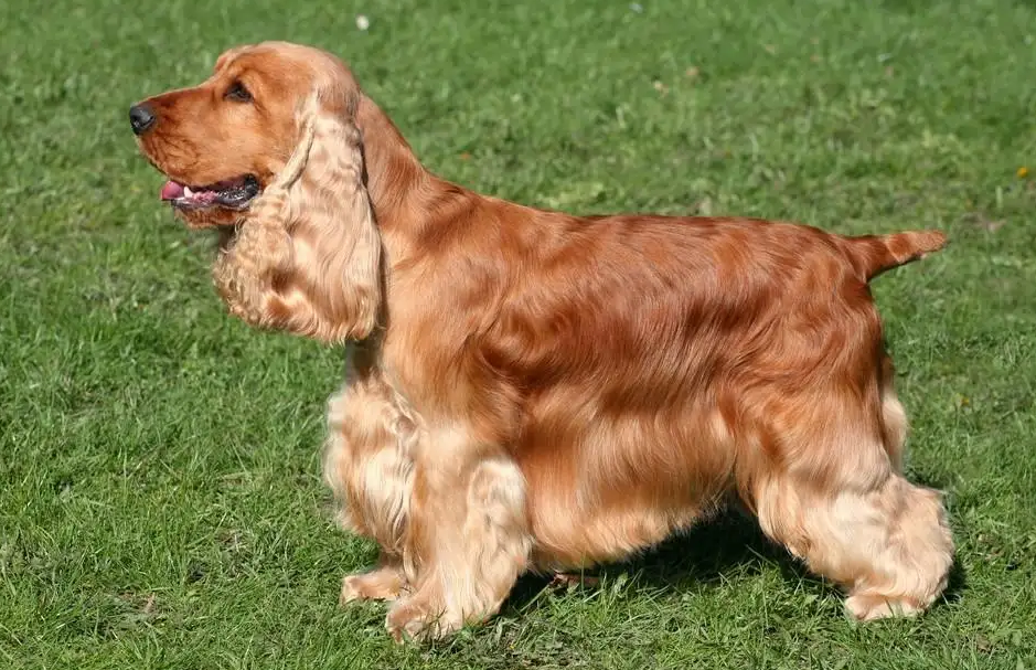 宠主需要每日给可卡犬梳理毛发,定期做美容