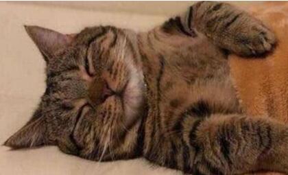 把猫关在门外睡他会不开心吗 把猫关在门外睡他会不开心吗