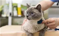 猫传腹会不会流口水