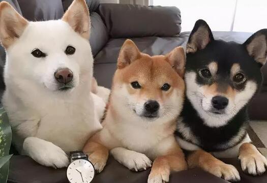 柴犬不是土狗吗为什么这么贵 柴犬不是土狗吗为什么这么贵