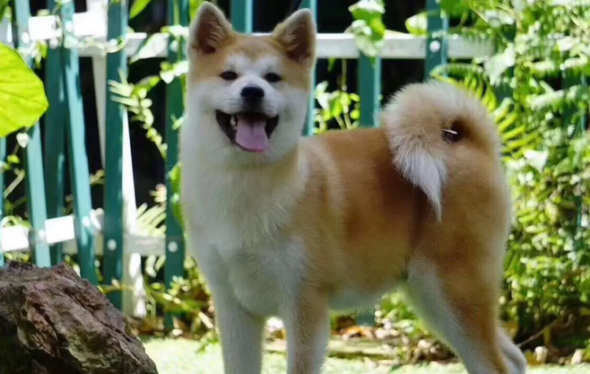 想养秋田犬？先来了解下它是哪个国家的品种吧~