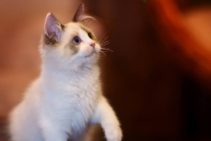 猫咪皮肤病会自愈吗 猫咪皮肤病会自愈吗