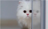猫咪趾间炎症状有哪些