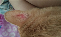 猫身上有红色的小血点怎么回事