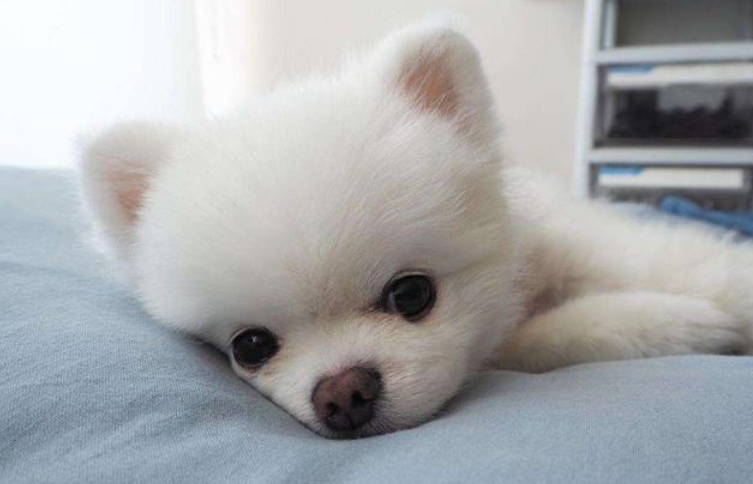 博美犬怎么训练大小便 博美犬怎么训练大小便