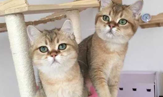猫猫老是伸舌头出来哈气怎么回事