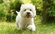 西高地白梗犬的优缺点