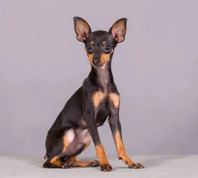 买小鹿犬都后悔死了