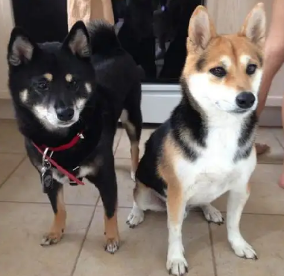 黑柴犬和黄柴犬哪个贵-宠物网