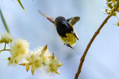 铜喉花蜜鸟有什么特点?感兴趣的了解一下吧!