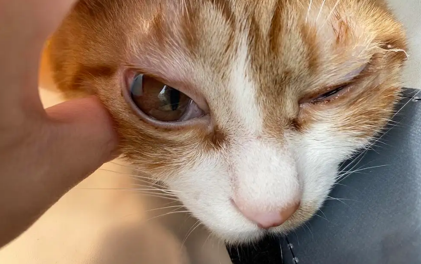 猫咪葡萄膜炎 猫咪葡萄膜炎