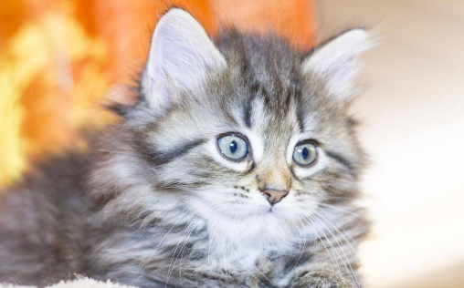 猫鼻支最好的治疗方法