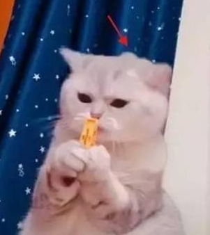 铲屎官使坏,用夹子夹住猫咪的脑袋,猫:主人,你给朕过来! 铲屎官使坏,用夹子夹住猫咪的脑袋,猫:主人,你给朕过来!