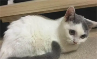英短净梵猫多少钱一只
