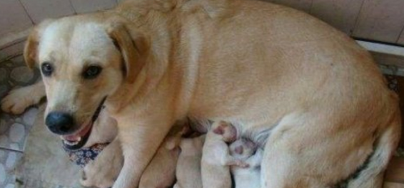 狗肚子里有死胎的表现