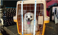 宠物托运平台哪个便宜