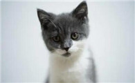 猫竖着尾巴一直叫还围着你转是为什么