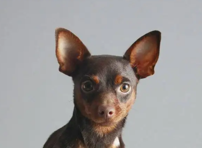为什么养迷你杜宾犬的人少 为什么养迷你杜宾犬的人少