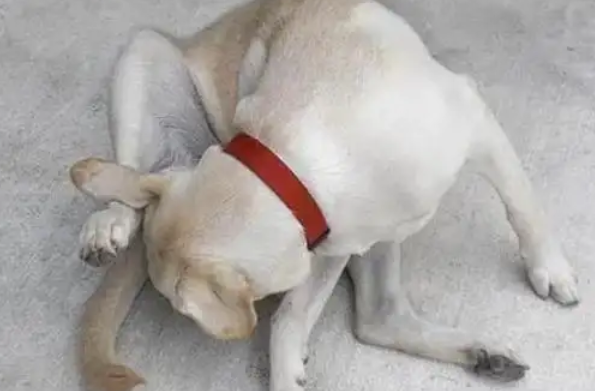 母狗狗尿道口脓状液体怎么回事 母狗狗尿道口脓状液体怎么回事