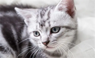 狂犬病毒能在猫爪子上存活多长时间